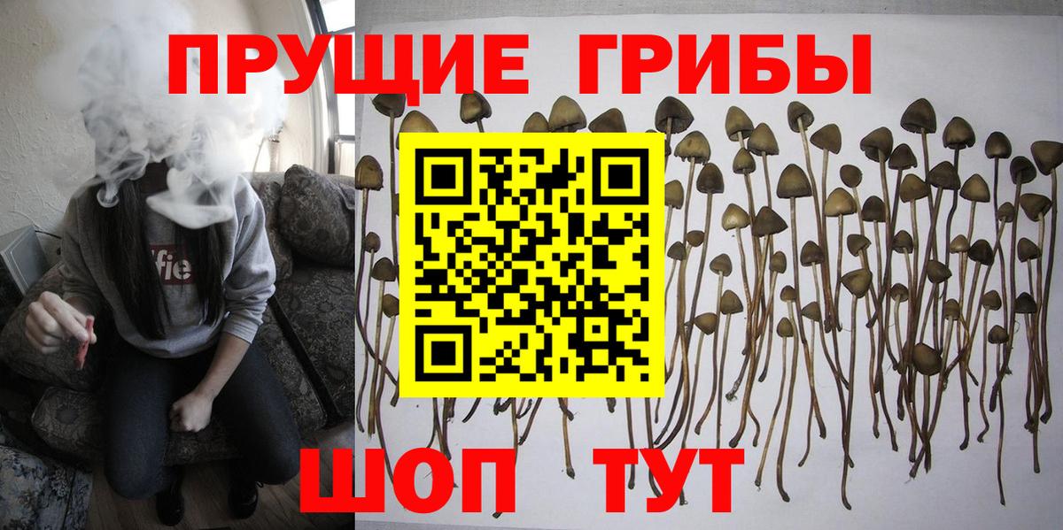 Бузулук  Псилоцибиновые грибы Psilocybine cubensis  Вход с VPN 